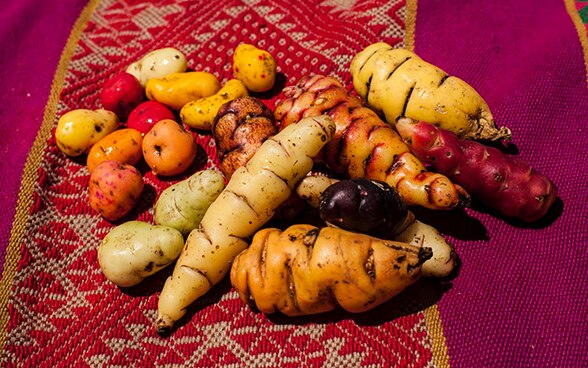 Various varieties of potato on a colourful cloth.