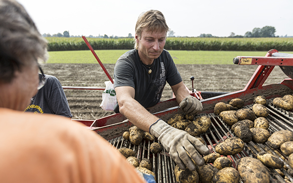 Arbeiter auf einem Kartoffelfeld sortieren die Kartoffeln auf dem Förderband einer Kartoffelerntemaschine.