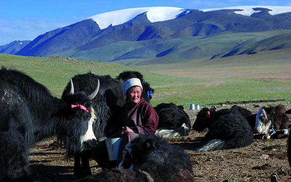 A herder with her yaks. 