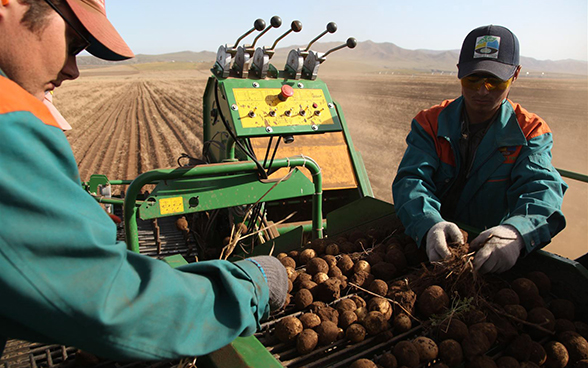 Trabajadores en un campo de patatas disponen las patatas en la cinta transportadora de una máquina cosechadora.