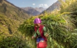 Une jeune femme transporte une botte d’herbe fraîche sur son dos.