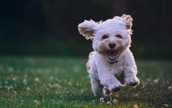 A small white dog running in a meadow. 