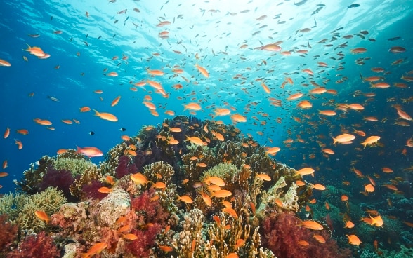 Fotografia subacquea di numerosi pesci arancioni che nuotano intorno alla barriera corallina nel Golfo di Aqaba. 