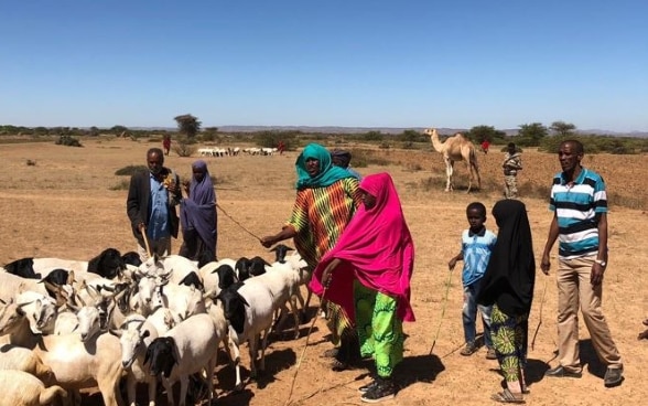 Schafhirten stehen in farbenfrohen Kleidern mit einer Herde von Schafen in einer kargen Landschaft. 