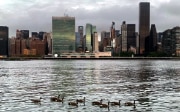 Skyline von Manhattan mit UNO-Sitz und Enten auf dem East River. 
