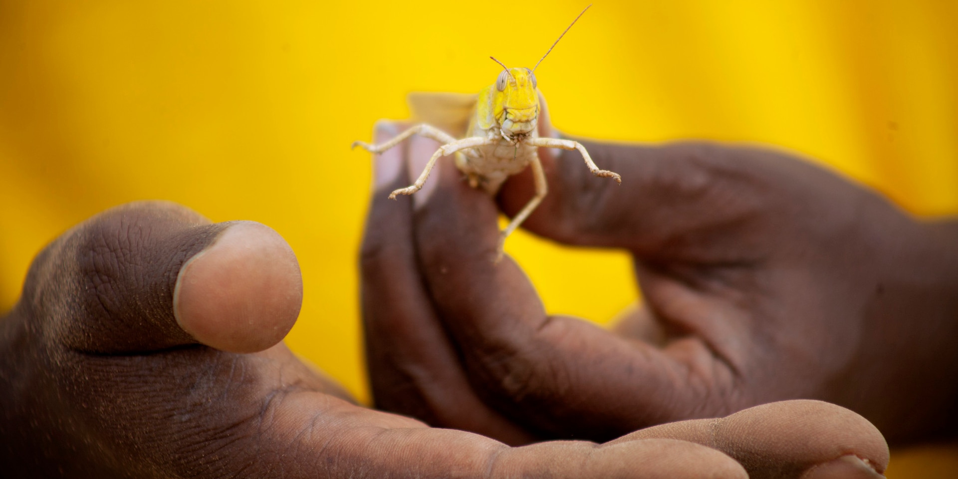 Close-up of a desert locust.