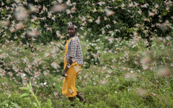 Une agricultrice marche à travers une nuée de criquets pèlerins se nourrissant de ses récoltes, dans le village de Katitika, au Kenya