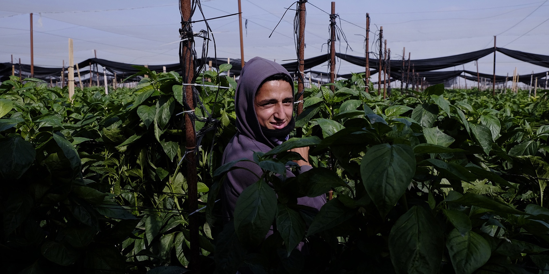 Un’operaia è in piedi nel mezzo di una serra israeliana che produce peperoni per l’esportazione.