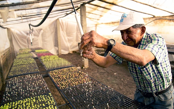  Man watering plants in a greenhouse.