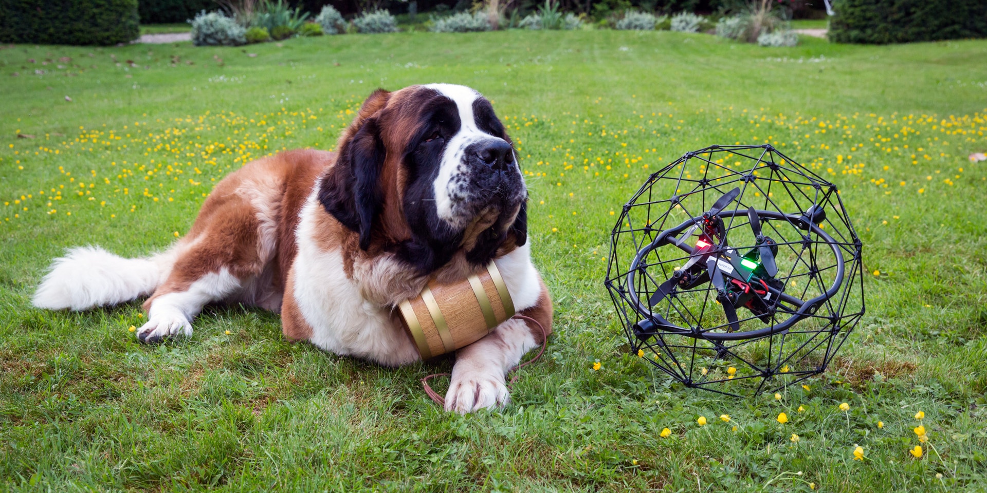  Ein Bernhardinerhund liegt auf einer Wiese liegt, daneben eine moderne Drohne.