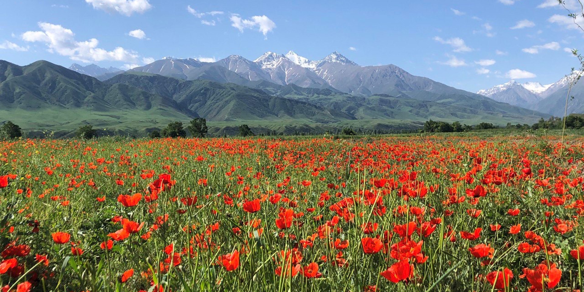 Montañas de cimas nevadas, telón de fondo de un prado alfombrado de amapolas rojas.