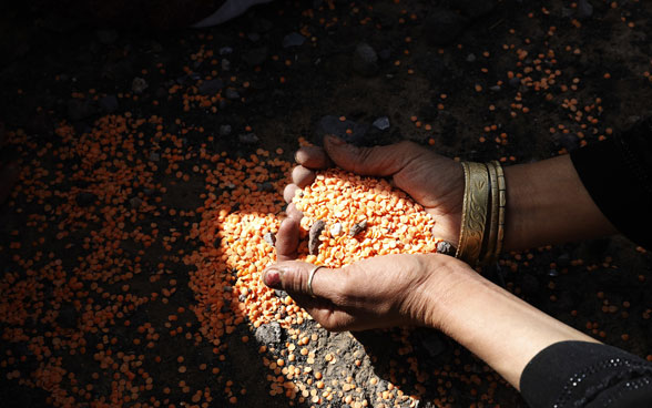 Una donna yemenita tiene in mano delle lenticchie arancioni.