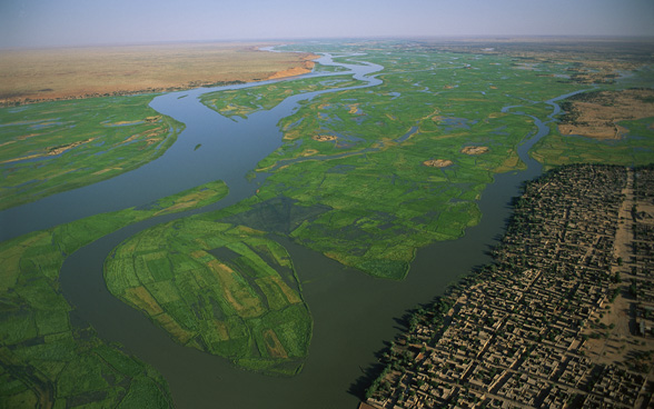 Reisfelder im Fluss Niger in Mali.