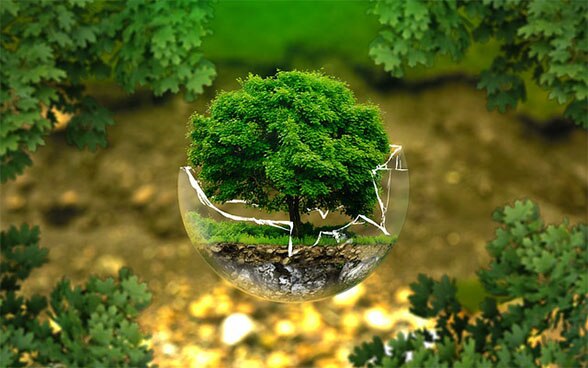 Albero che cresce in un vaso rotto come simbolo della protezione dell'ambiente